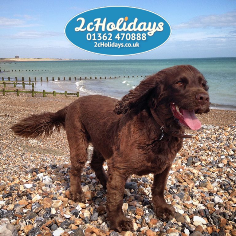 Working cocker spaniel dog 768x768