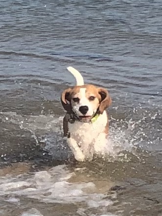 beagle sea