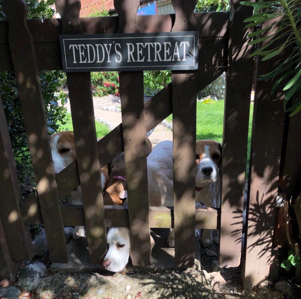 beagles gate copy 1024x1017