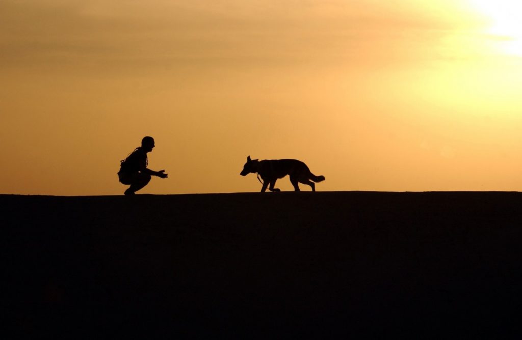 dog trainer silhouettes sunset german shepherd 1024x668