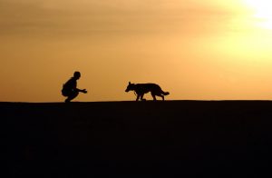 dog trainer silhouettes sunset german shepherd 300x196
