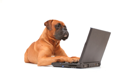 Boxer on computer