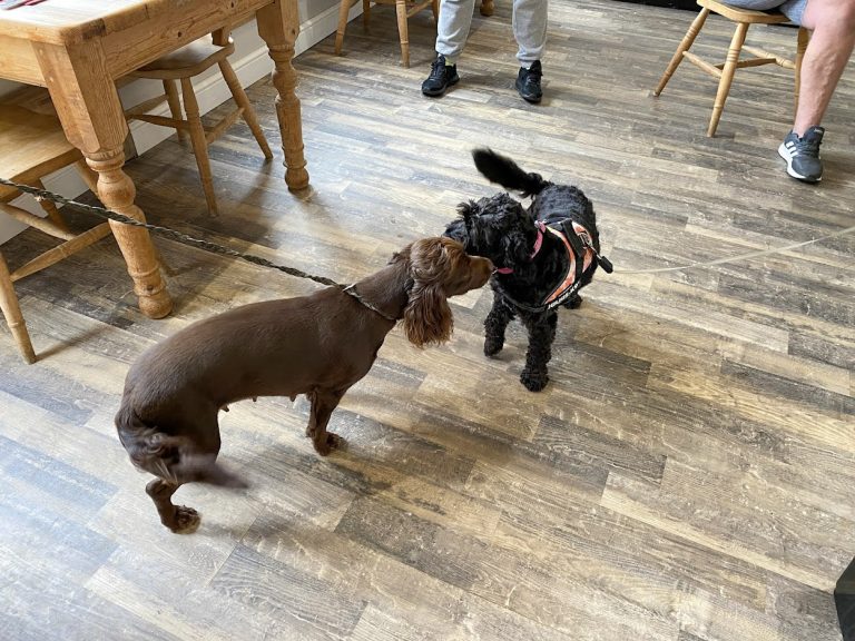 dog duo 1 768x576
