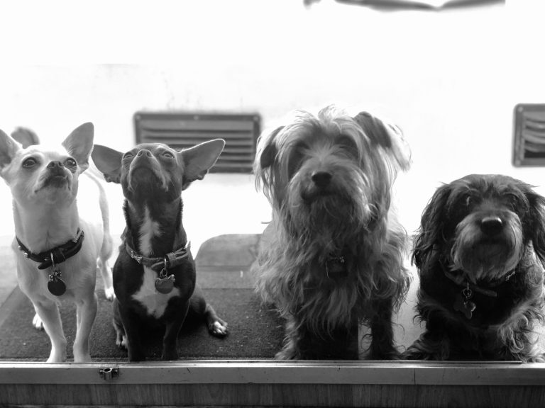 IMG 6876 Original 768x576