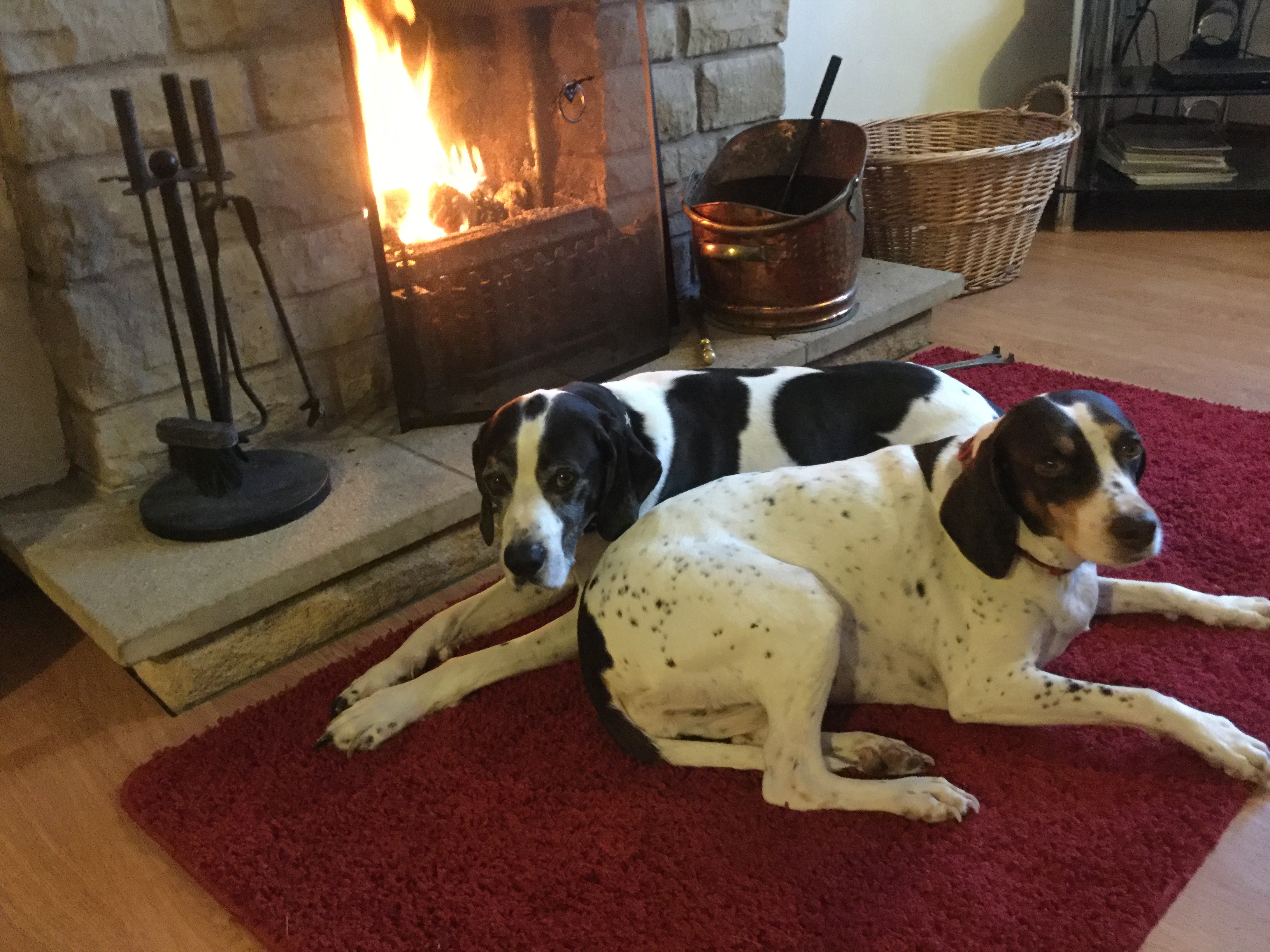 Guest dogs love the fire