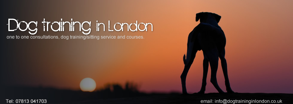 dog training in london