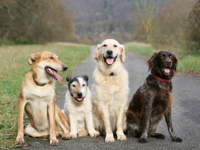 4 dogs 768x576