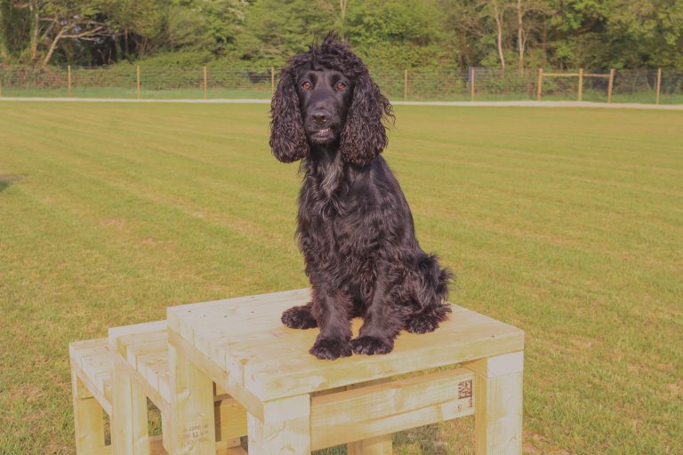 Dog Agility Podium 1 768x512
